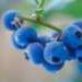 blueberry's Avatar